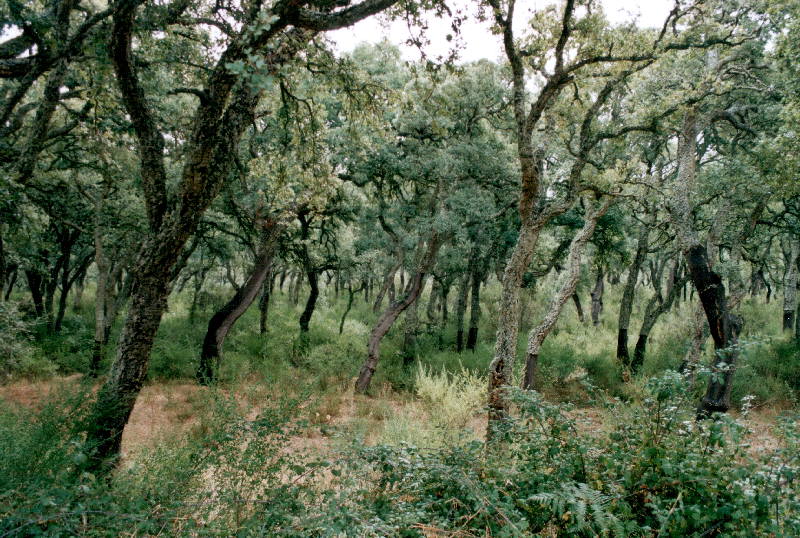Sughera - Quercus suber